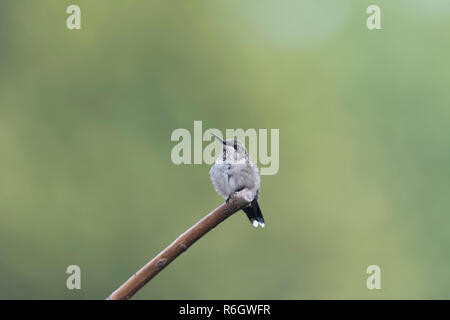 Ruby-throated hummingbird, flauschige und bequeme auf seiner Stange. Stockfoto