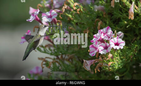 Ruby-throated hummingbird Fütterung auf Millionen Glocken (calibrachoa). Stockfoto