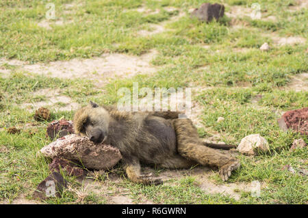 Pavian lag auf dem Boden Kopf auf einen Stein in der Savanne Landschaft von Amboseli Park in Kenia Stockfoto