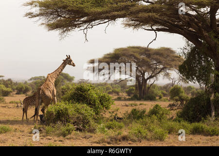 Wild giraffe im Serengeti National Park, Tansania. Stockfoto