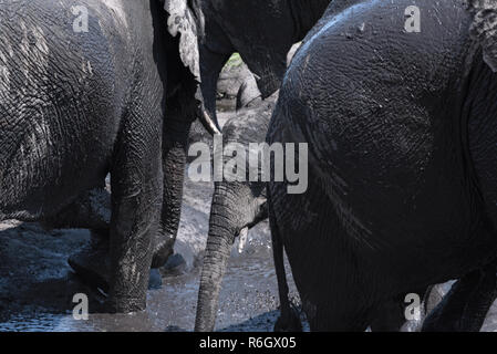 Elefantengruppe im schlammbad in der Chobe River, Botswana. Stockfoto