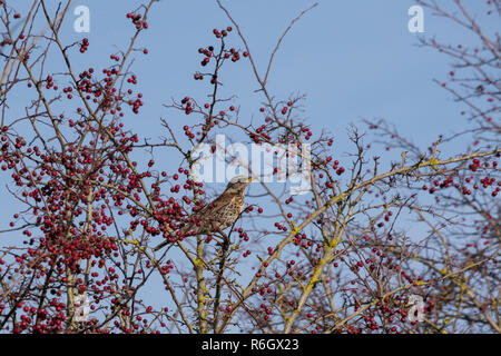 Wacholderdrossel (Turdus pilaris) auf einem Baum mit roten Beeren an Southease in East Sussex Stockfoto