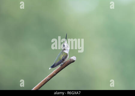 Juvenile männlichen Ruby-throated hummingbird thront im Garten suchen. Stockfoto