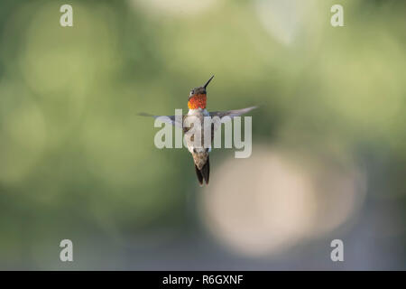 Erwachsene männliche Ruby-throated hummingbird Im Garten fliegen. Stockfoto