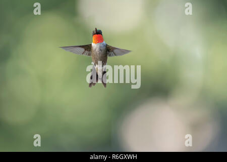 Männliche Ruby – Throated Kolibri im Flug. Stockfoto