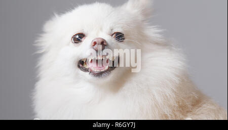 Bellen pomeranian Hund Stockfoto