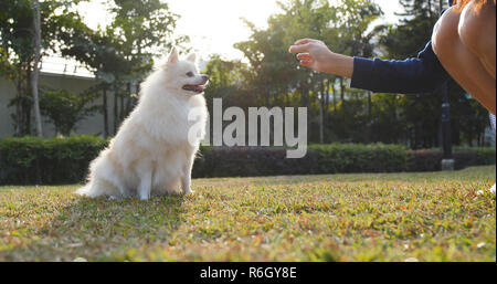 Frau Fütterung pomeranian Hund im City Park Stockfoto