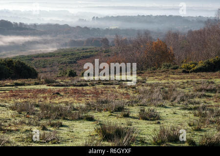 Misty Morning im Ashdown Forest Stockfoto