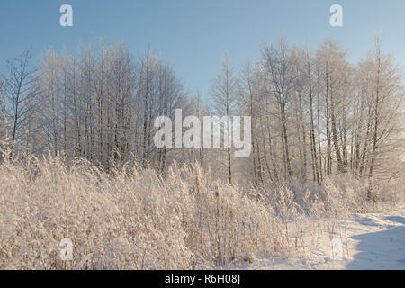 Verschneite Straßen und Bäume in extrem kalten Winter morgen Stockfoto