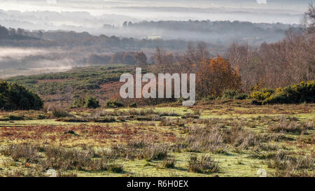 Misty Morning im Ashdown Forest Stockfoto