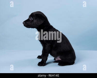 6 Woche alter schwarzer Labrador Welpe Stockfoto