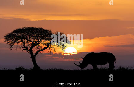 Typisch afrikanische Landschaft, Silhouette von großen Akazie in der Savanne Ebenen mit Rhino, Rhinoceros, Afrika Wildnis und Wüste Sonnenuntergang Konzept Stockfoto