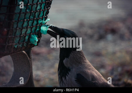 Ein Rabe versucht zu essen in einem Abfallbeutel finden. Stockfoto