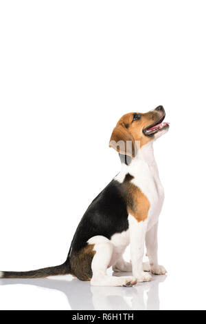 Drei Farbe beagle Hund auf weißem Hintergrund Stockfoto