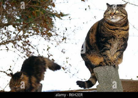 Zwei Katzen kletterte auf einen Zaun. Eine Katze mit einer lustig, dumm aussehen Stockfoto