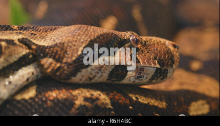 Eunectes murinus Nahaufnahme Stockfoto