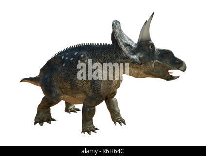 3D-Rendering Dinosaurier Diceratops auf Weiß Stockfoto