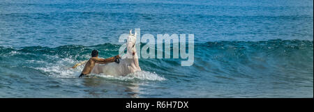 Ein Mann mit seinem Pferd in einem Ocean Wave in das Arabische Meer. Stockfoto