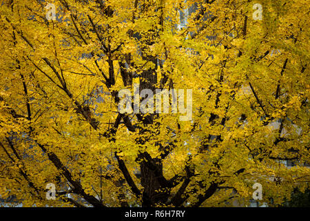 Japan gelb Ginkgoblätter im frühen Herbst Jahreszeit Osaka Japan Stockfoto