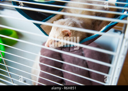 Beige Frettchen ruht in seinen Käfig. Home pet-Konzept. Blick durch Gitter. Selektiver Fokus. Kopieren Sie Platz Stockfoto