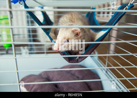 Beige Frettchen ruht in seinen Käfig. Home pet-Konzept. Blick durch Gitter. Selektiver Fokus. Kopieren Sie Platz Stockfoto