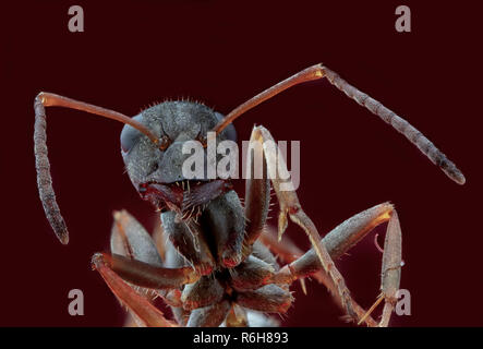 Focus Stacking - Waldameise, Ant, Ameisen Portrait Stockfoto