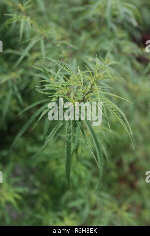 Cannabis wächst wild in vielen Teilen von Himachal Pradesh, Indien Stockfoto