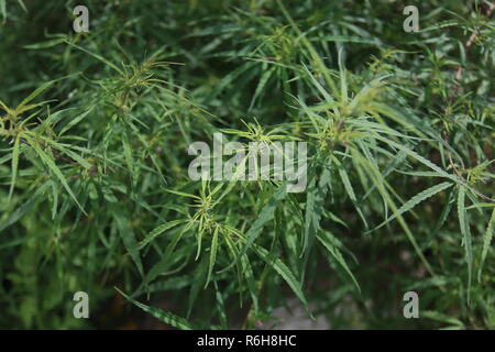 Cannabis wächst wild in vielen Teilen von Himachal Pradesh, Indien Stockfoto