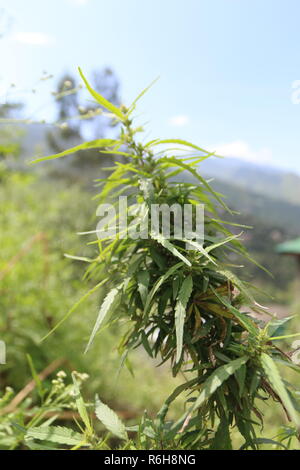 Cannabis wächst wild in vielen Teilen von Himachal Pradesh, Indien Stockfoto