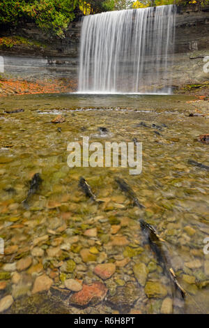 Laich Regenbogenforelle auf Bridal Veil Falls im Herbst, Kagawong, Manitoulin Island, Ontario, Kanada Stockfoto