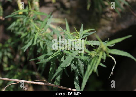Cannabis wächst wild in vielen Teilen von Himachal Pradesh, Indien Stockfoto