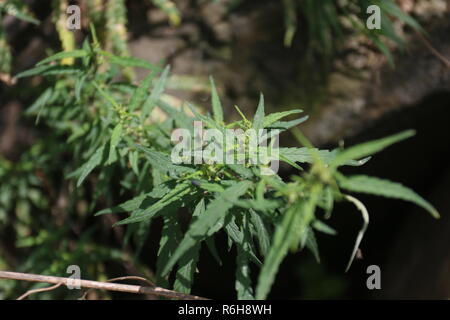 Cannabis wächst wild in vielen Teilen von Himachal Pradesh, Indien Stockfoto