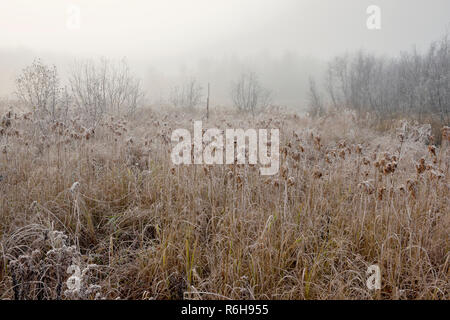 Frosted Gräsern und Schilf in einem beaverpond Marsh, Greater Sudbury, Ontario, Kanada Stockfoto