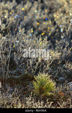 Frosted blueberry Sträucher und Red pine Seedling, Greater Sudbury, Ontario, Kanada Stockfoto