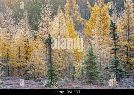 Frosted Fichte und Lärche im Herbst in einem Feuchtgebiet, Greater Sudbury, Ontario, Kanada Stockfoto