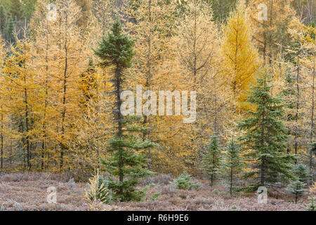 Frosted Fichte und Lärche im Herbst in einem Feuchtgebiet, Greater Sudbury, Ontario, Kanada Stockfoto