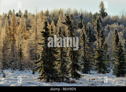 Frosted Fichten und Lärchen in einem Feuchtgebiet, Greater Sudbury, Ontario, Kanada Stockfoto