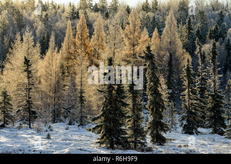 Frosted Fichten und Lärchen in einem Feuchtgebiet, Greater Sudbury, Ontario, Kanada Stockfoto