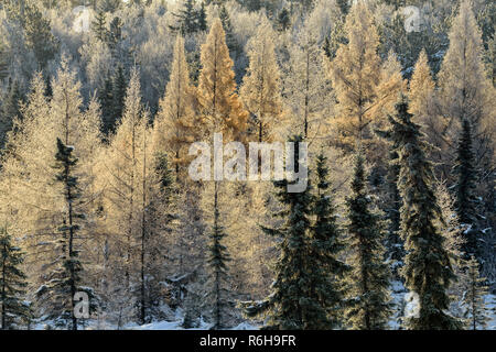 Frosted Fichten und Lärchen in einem Feuchtgebiet, Greater Sudbury, Ontario, Kanada Stockfoto