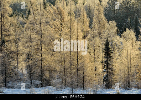 Frosted Fichten und Lärchen in einem Feuchtgebiet, Greater Sudbury, Ontario, Kanada Stockfoto