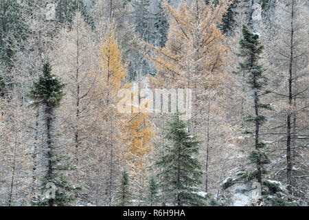 Frosted Fichten und Lärchen in einem Feuchtgebiet, Greater Sudbury, Ontario, Kanada Stockfoto