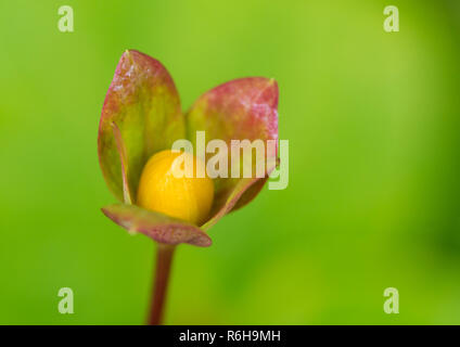 Eine Makroaufnahme der Blütenknospe eines tutsan Bush. Stockfoto