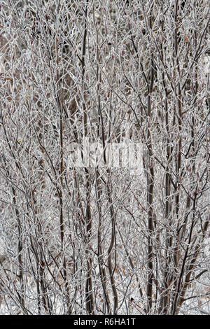 Frosted gesprenkelte Erle Zweigniederlassungen, die in einem Feuchtgebiet, Greater Sudbury, Ontario, Kanada Stockfoto