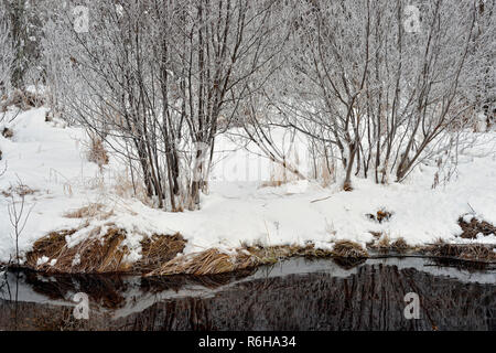 Frosted gesprenkelte Erlen am Rande eines Bibers Teich, Greater Sudbury, Ontario, Kanada Stockfoto