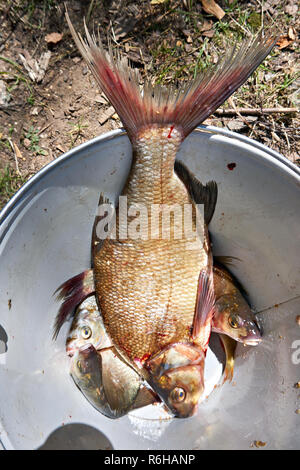 Fisch Goldbrasse in eines Fischers Schaufel Stockfoto