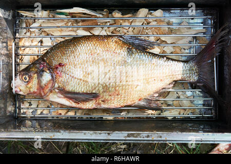 Fisch Dorade auf einem Gitter aus Metall Räucherei Stockfoto