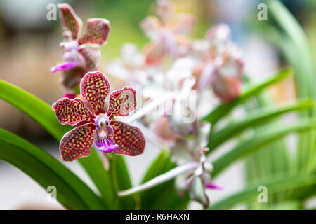 Farbenfroh gemusterten Orchideen im Botanischen Garten in Singapur Stockfoto