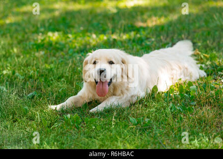 Golden Retriever Festlegung auf Gras Stockfoto