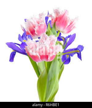 Rosa Tulpen und Iris auf weißem Hintergrund. Stockfoto