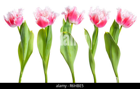 Rosa gefranste Tulpen auf weißem Hintergrund. Stockfoto